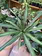 Plantas RV - Dracena Ricky tamaño M - Miniatura 1