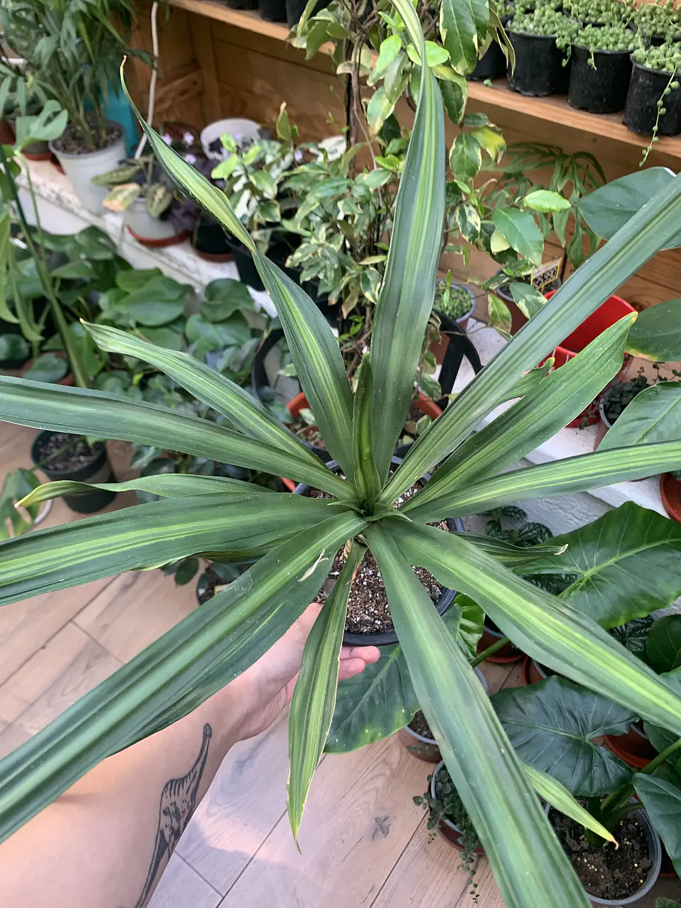 Plantas RV - Dracena Ricky tamaño M 1