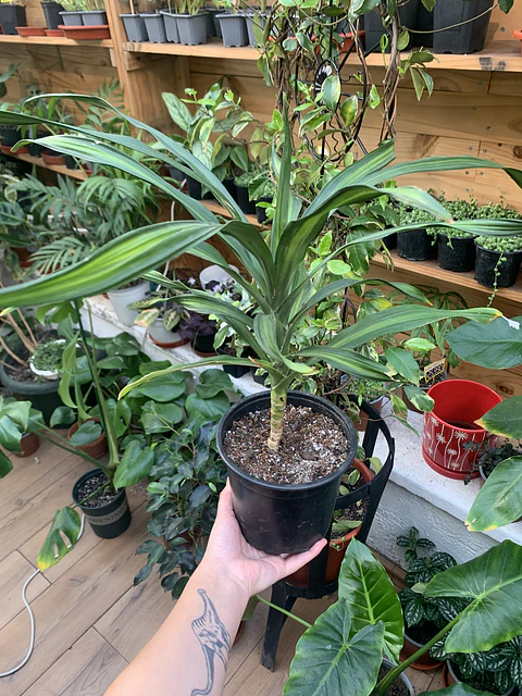 Plantas RV - Dracena Ricky tamaño M