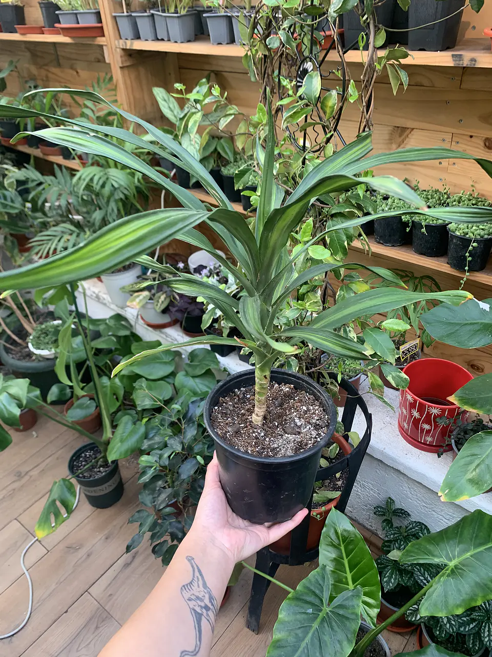 Plantas RV - Dracena Ricky tamaño M 2