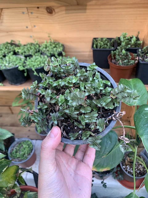 Plantas RV - Callisia M