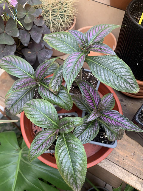 Plantas RV - Strobilanthe Tamaño S