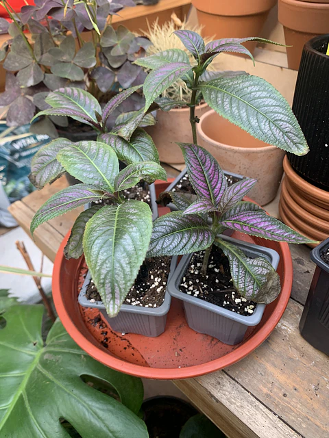 Plantas RV - Strobilanthe Tamaño S