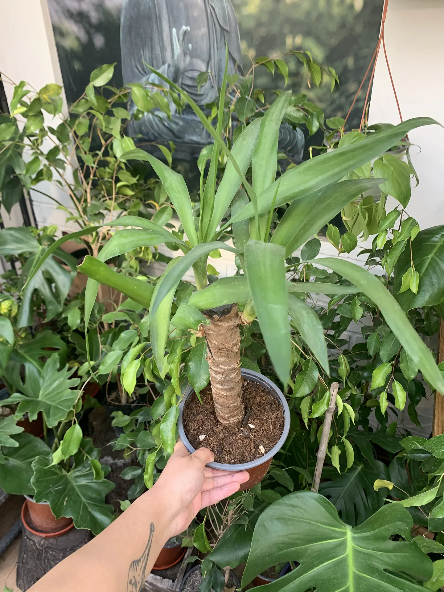 Plantas RV - Yucca M 1