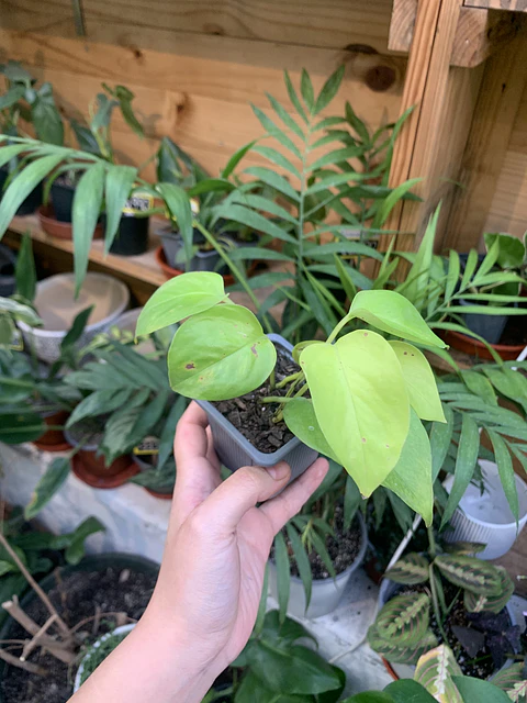 Plantas RV - Pothus neon