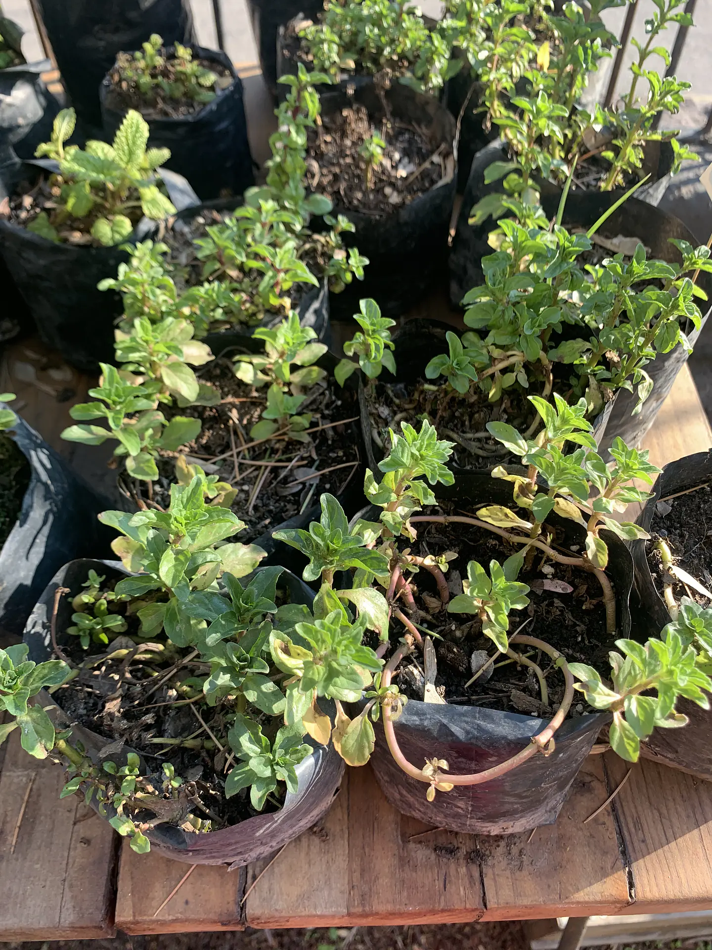 Plantas RV - Poleo tamaño S 1