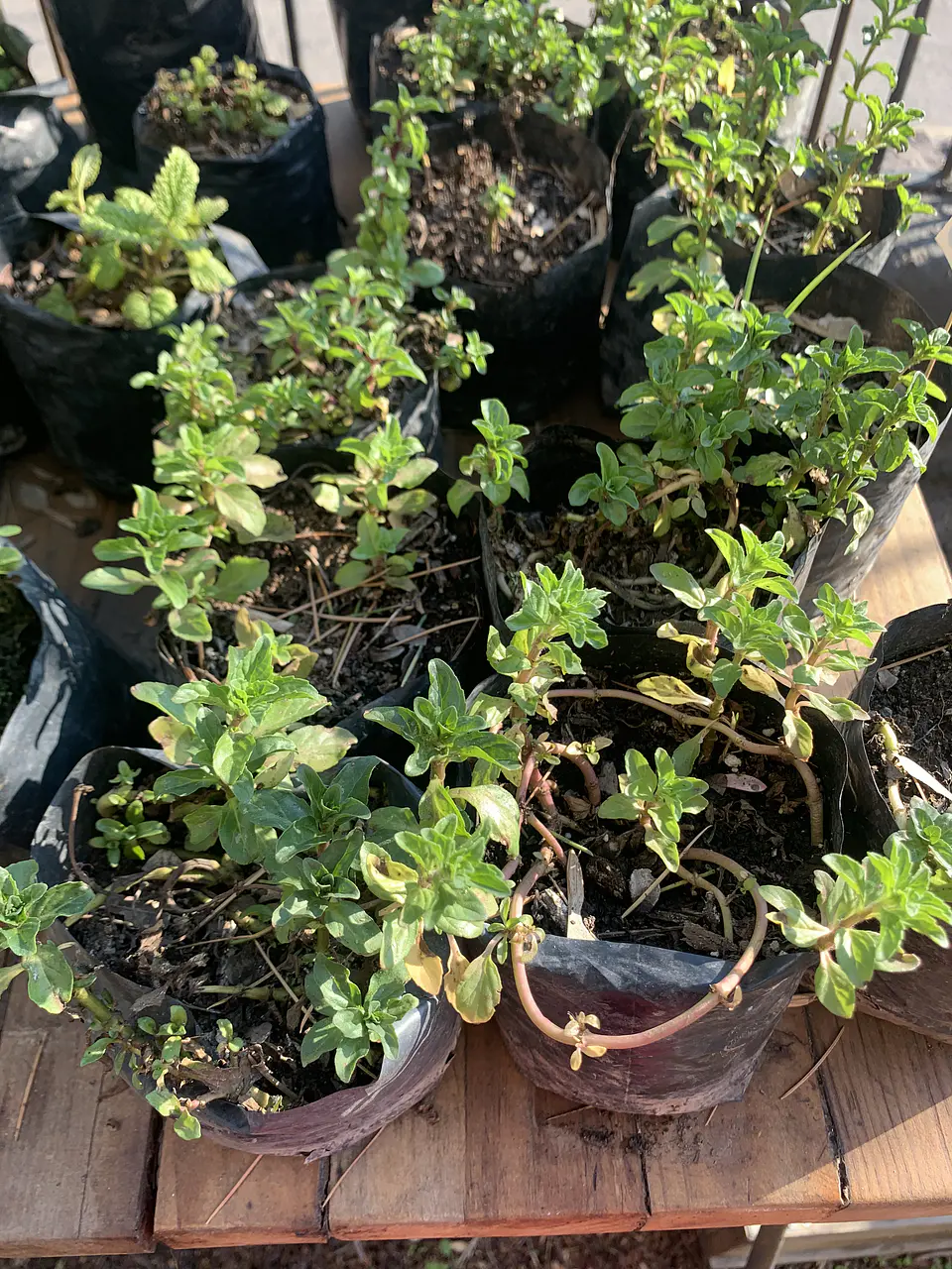 Plantas RV - Poleo tamaño S 1