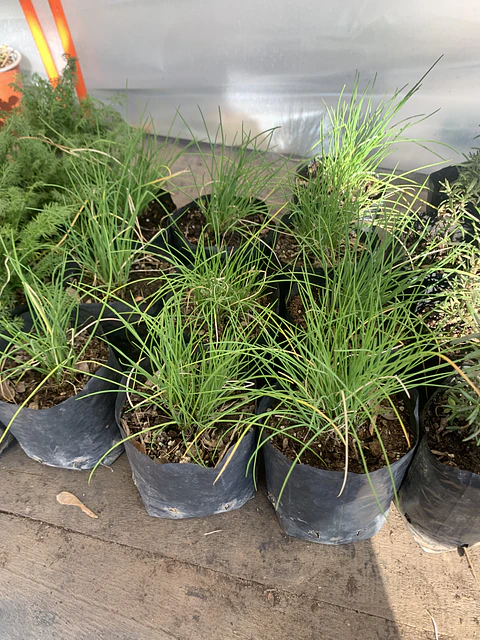 Plantas RV - Cibullete