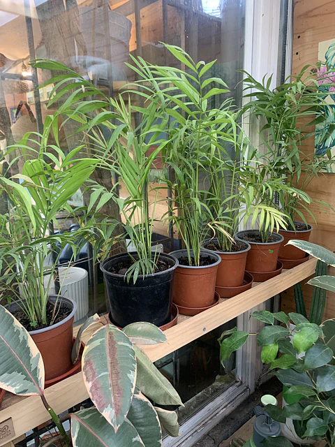 Plantas RV - Chamadorea tamaño M 