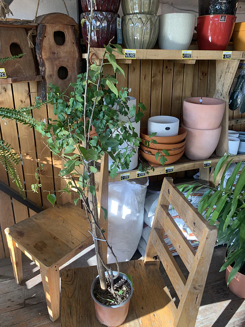 Plantas RV - Bugambilia tamaño L 