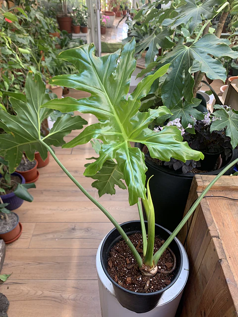 PLANTAS RV - FILODENDRO PARAGUAYO TAMAÑO L 
