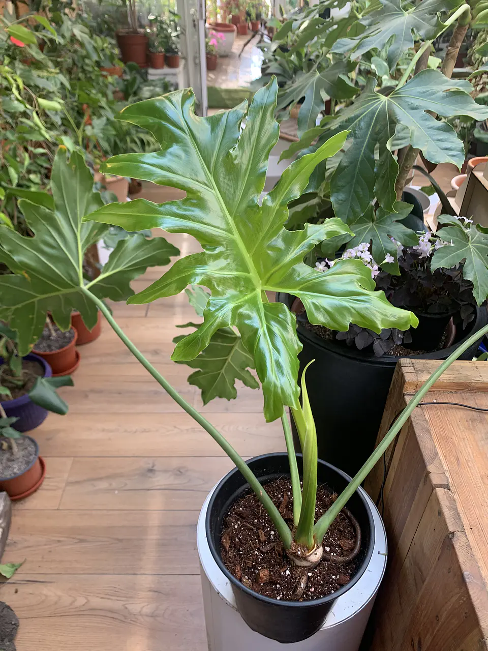 PLANTAS RV - FILODENDRO PARAGUAYO TAMAÑO L  1