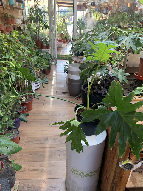PLANTAS RV - FILODENDRO PARAGUAYO TAMAÑO L 