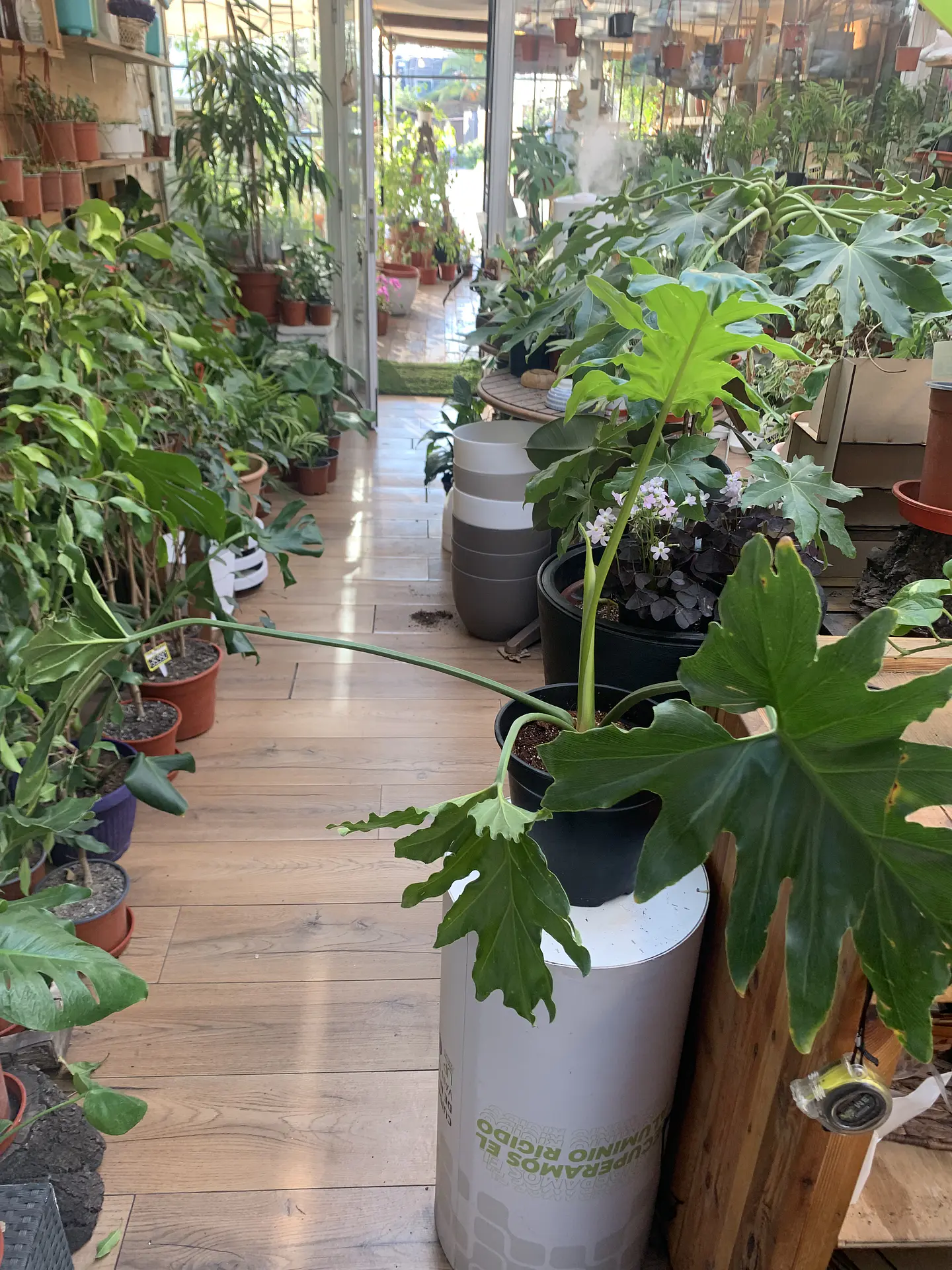 PLANTAS RV - FILODENDRO PARAGUAYO TAMAÑO L  2