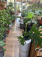 PLANTAS RV - FILODENDRO PARAGUAYO TAMAÑO L  - Miniatura 2
