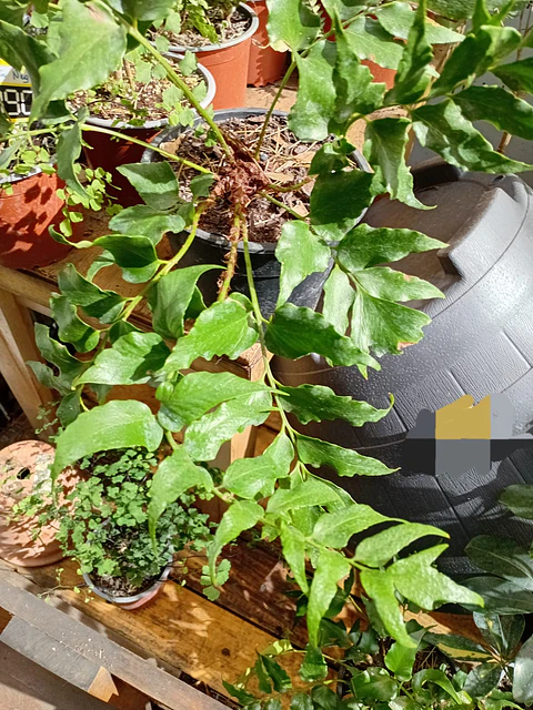 Plantas RV - Helecho Avellano tamaño M 