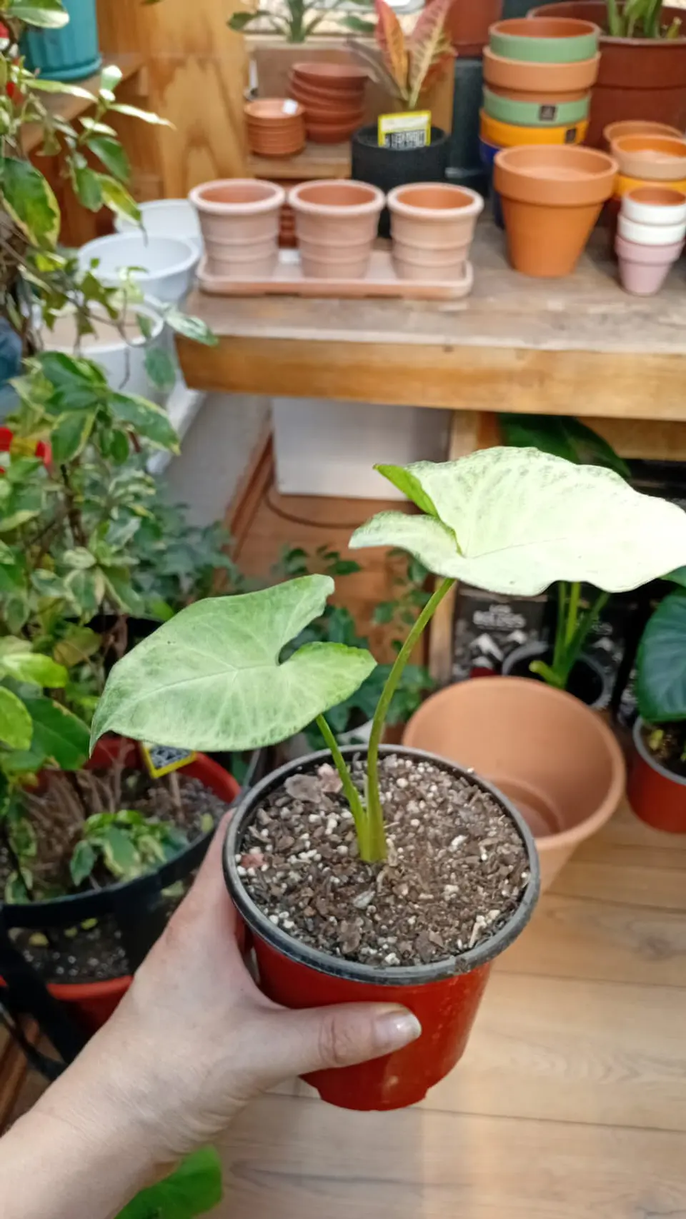 Plantas RV - Singonio silver  tamaño S  1
