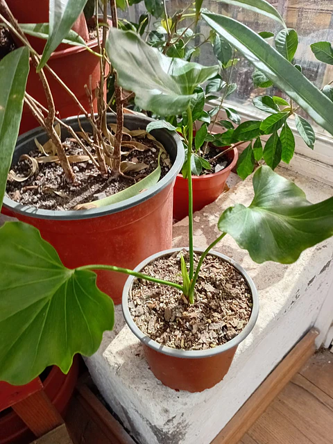 Plantas RV - Filodendro paraguayo S 