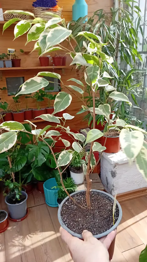 Plantas RV - Ficus Variegado Tamaño S 