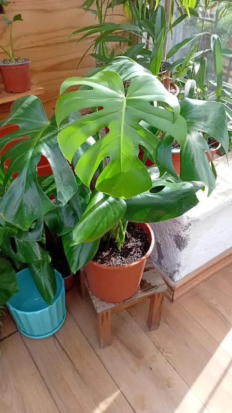 Plantas RV - Monstera Deliciosa Tamaño XL 
