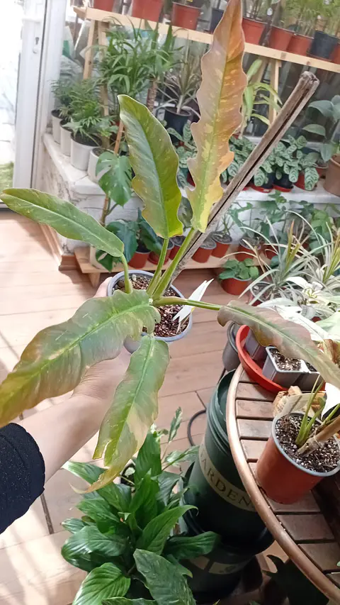 Plantas RV - Filodendro Ring of Fire Variegado 