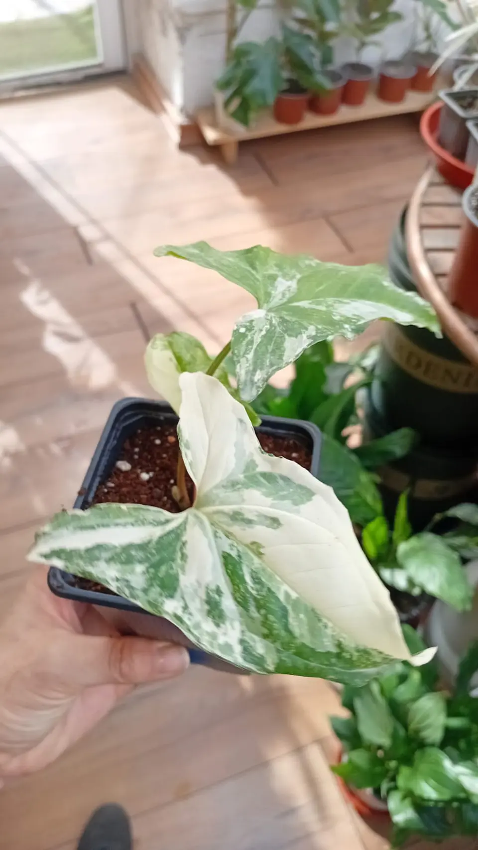 Plantas RV - Singonio Variegado Tamaño S  1