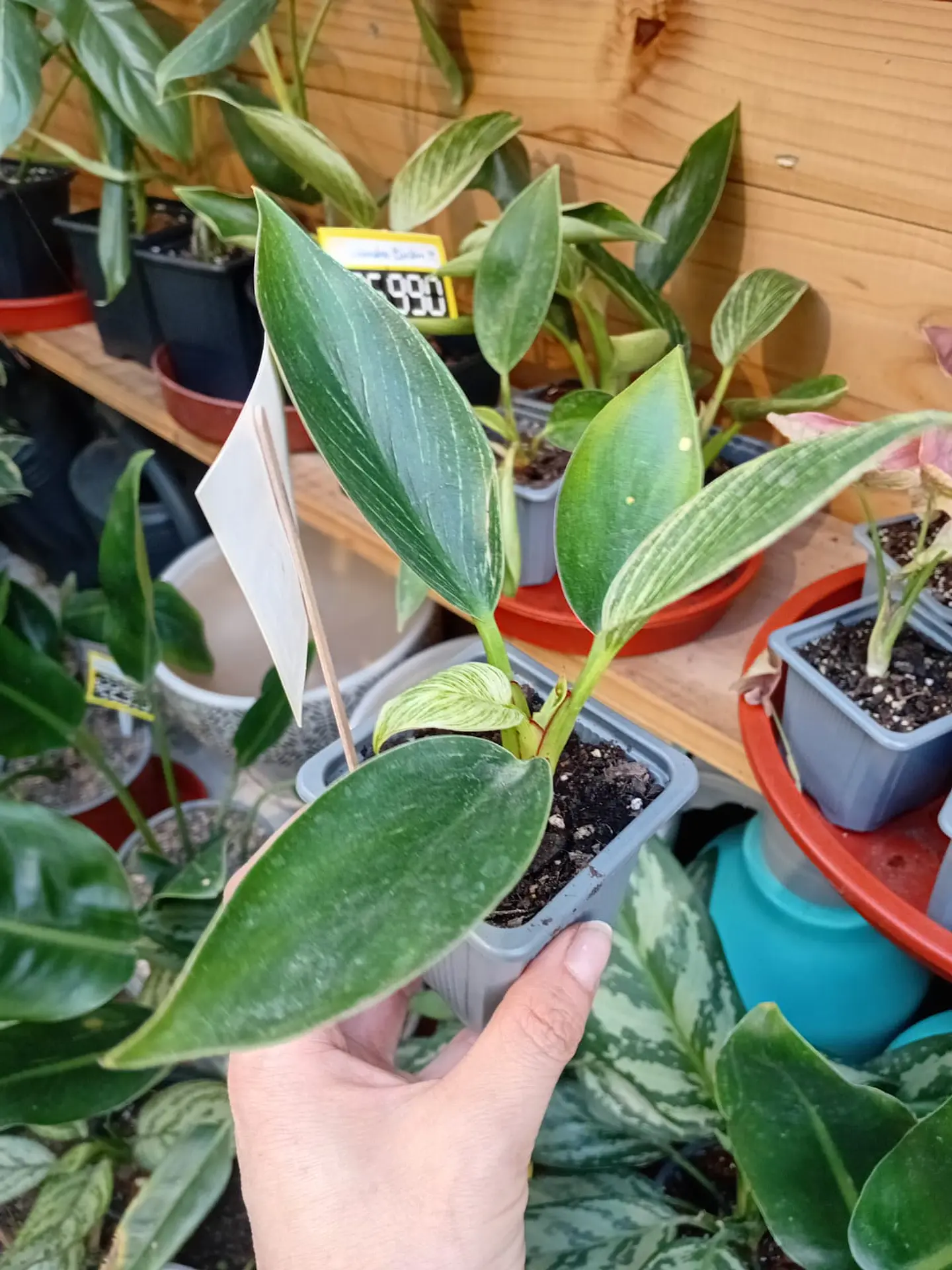 Plantas RV - Filodendro Birkin S  1