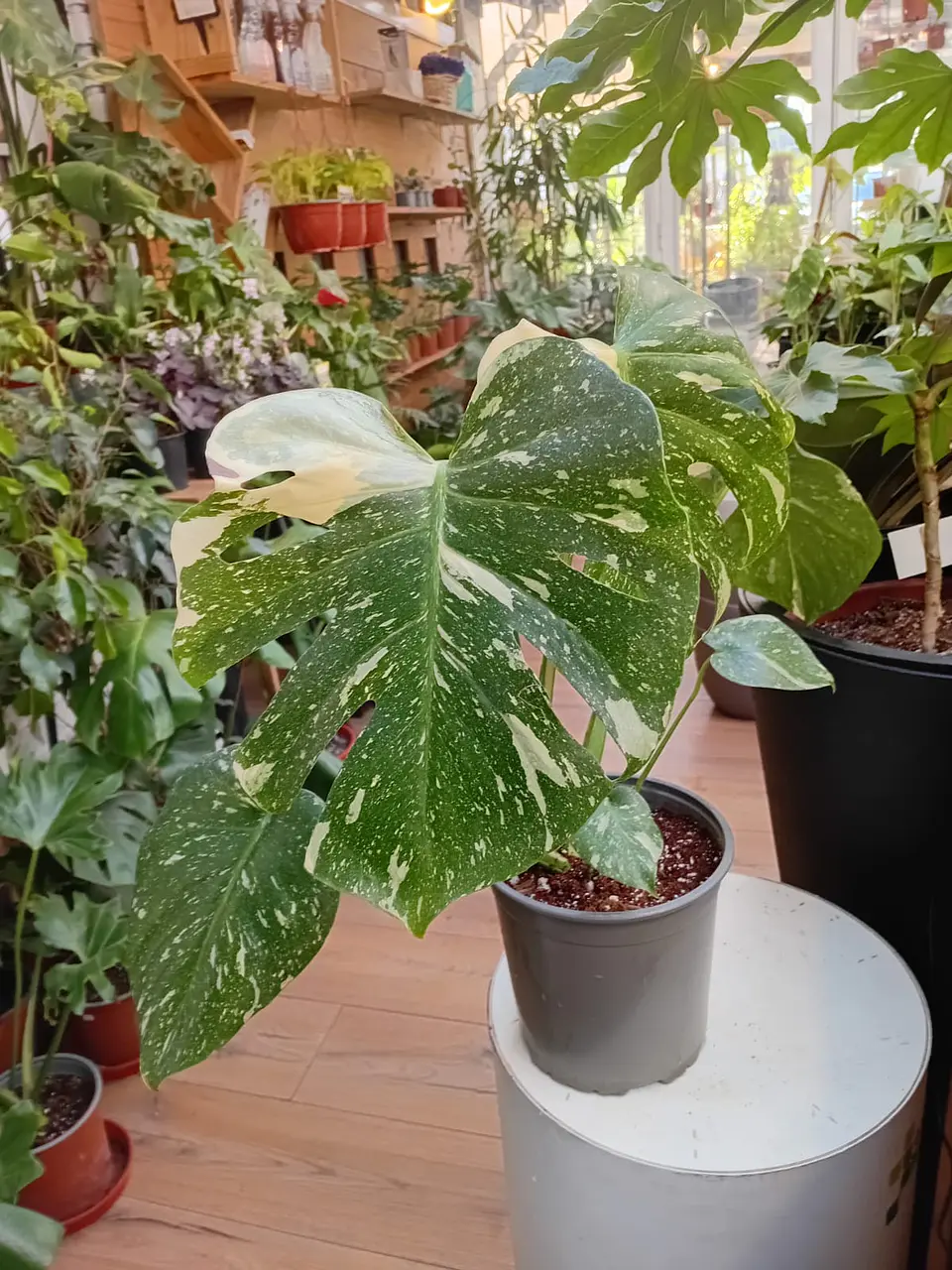 Plantas RV - Monstera Thai Constellation L  1