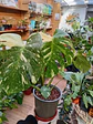 Plantas RV - Monstera Thai Constellation L  - thumbnail 2