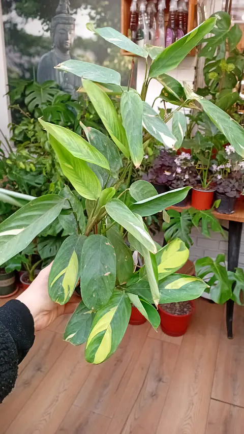 Plantas RV - Maranta Lubbersiana tamaño L 