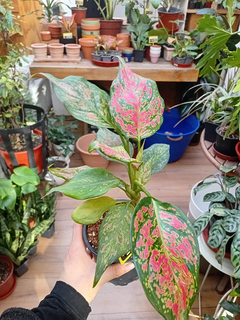 Plantas RV - Aglaonema Anyamane tamaño L 