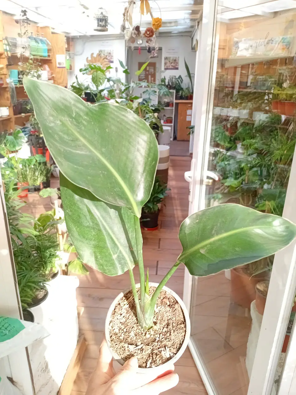Plantas RV - Strelitzia Nicolai Tamaño M  1