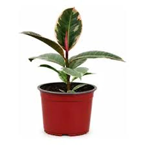 Plantas RV - Gomero Rubi tamaño S 