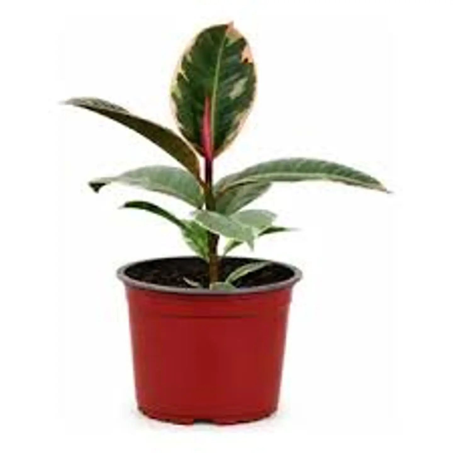 Plantas RV - Gomero Rubi tamaño S  1