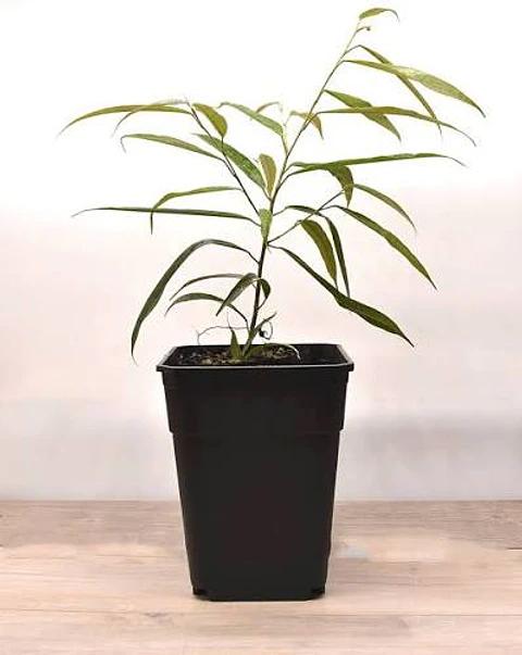 Plantas RV - Ficus Alii tamaño S 