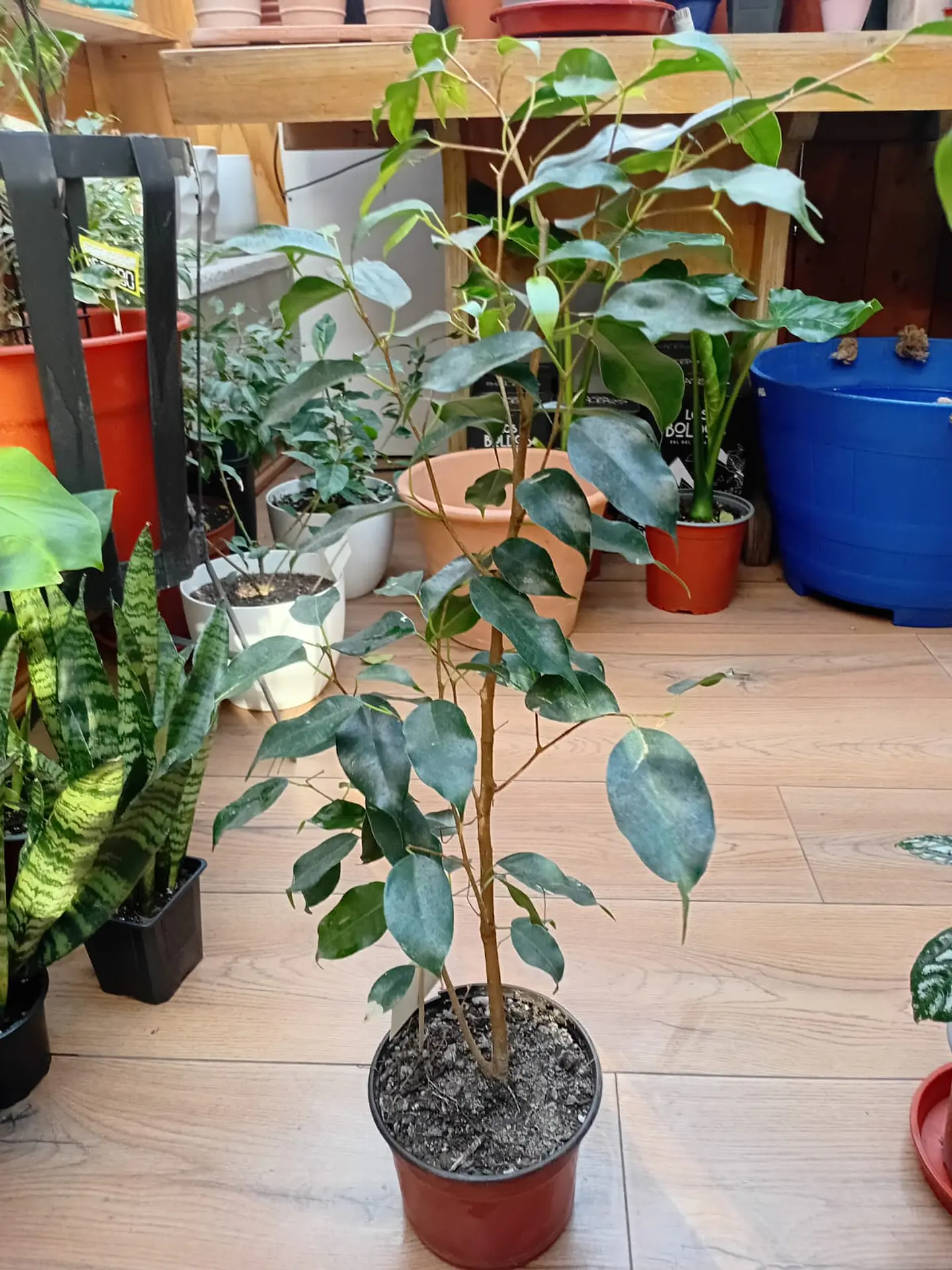 Plantas RV - Ficus Benjamina tamaño S  1