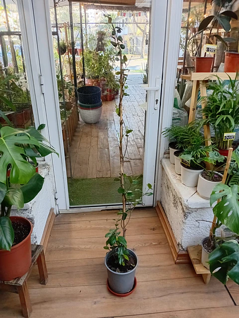 Plantas RV - Jazmín Helice tamaño L  