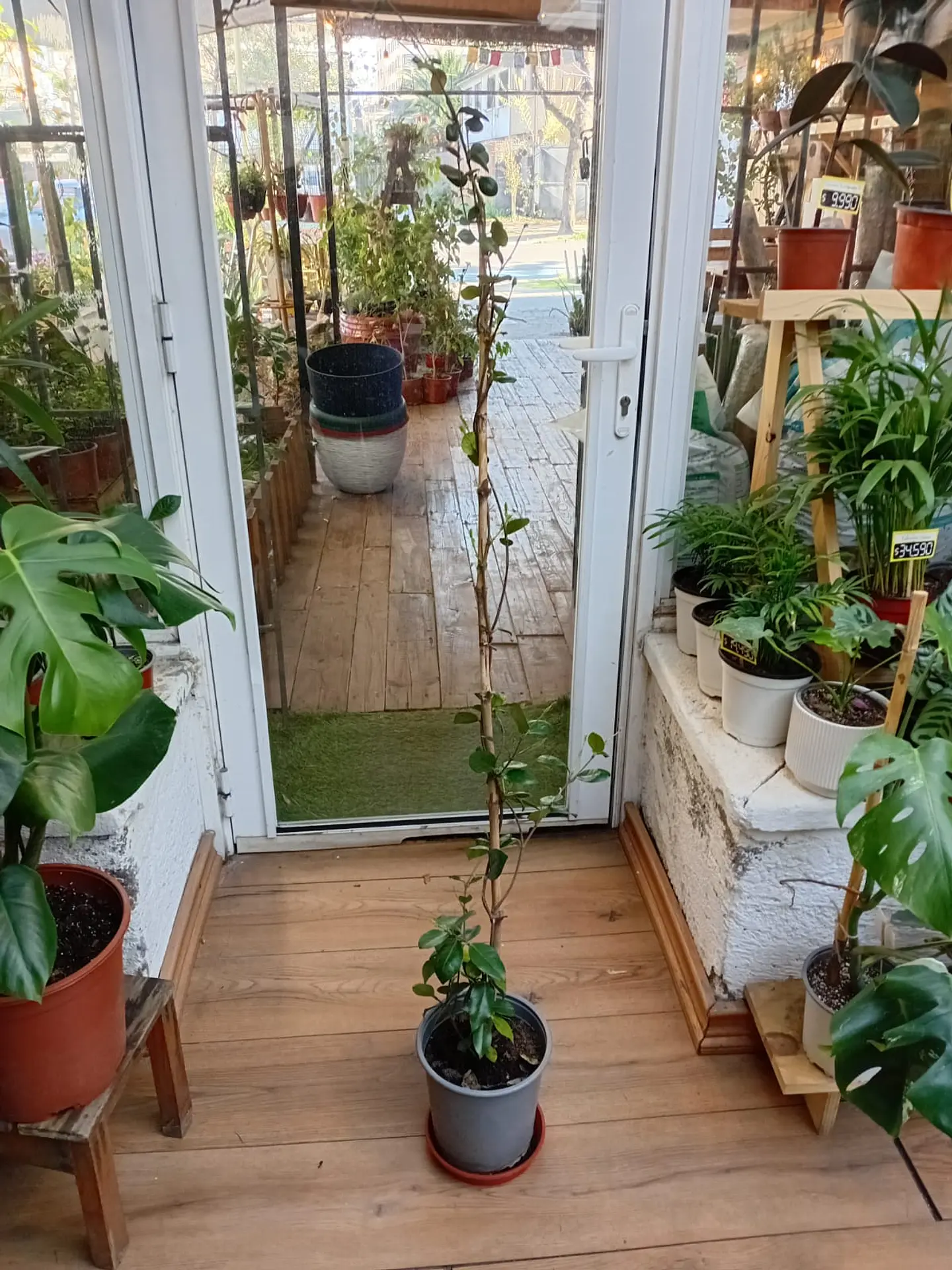 Plantas RV - Jazmín Helice tamaño L   1