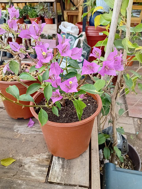 Plantas RV - Bugambilia tamaño S 