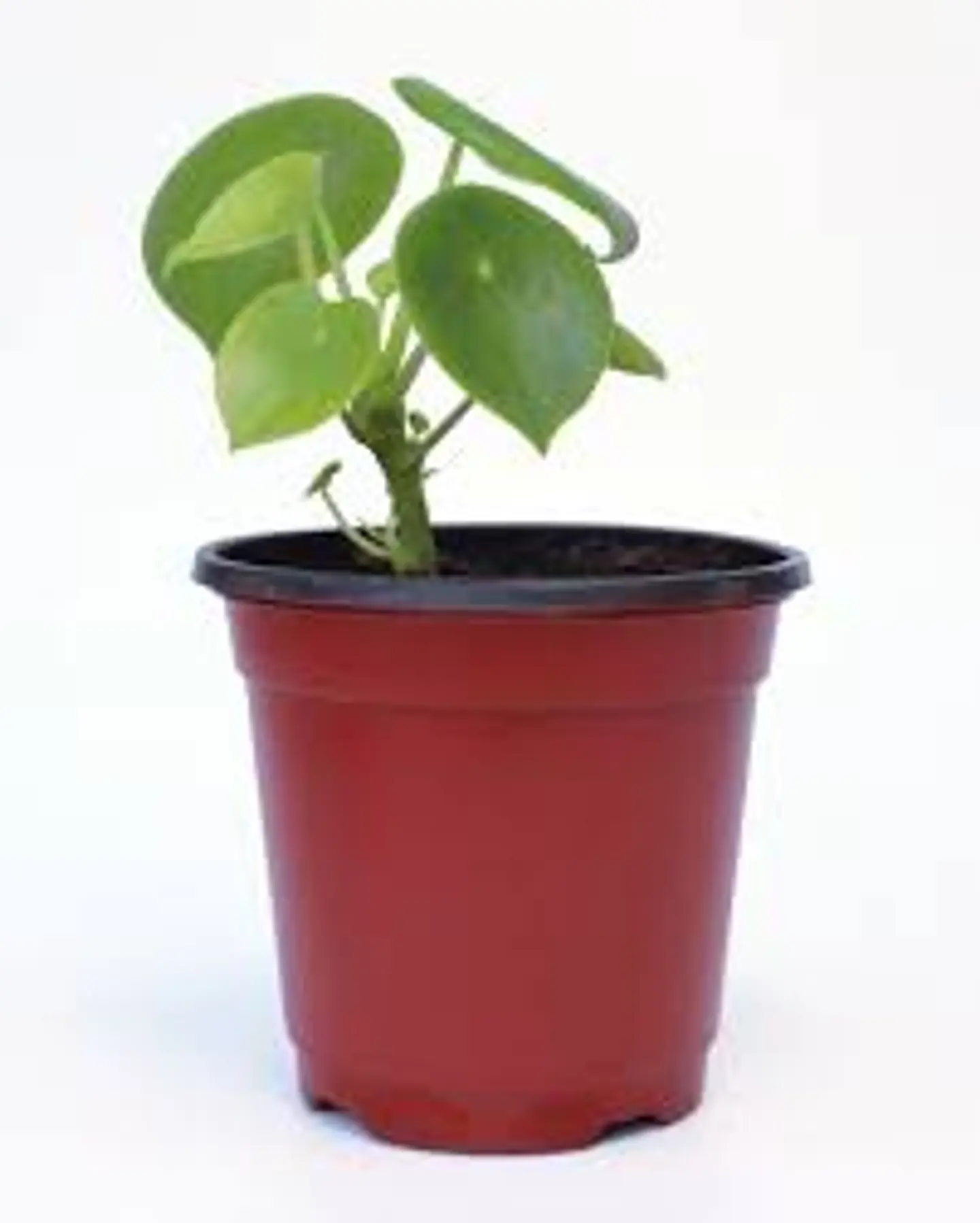 Plantas RV - Cucharita tamaño S  1