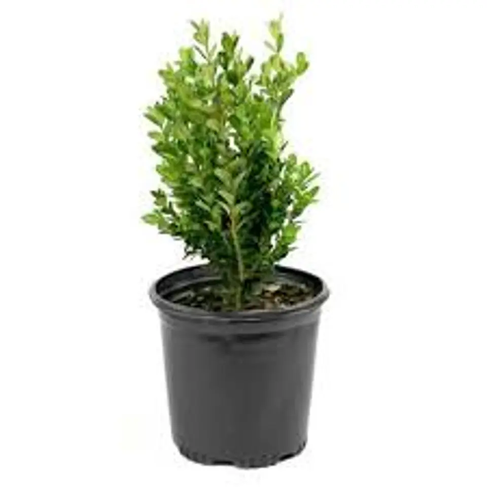 Plantas RV - Boj tamaño S  1