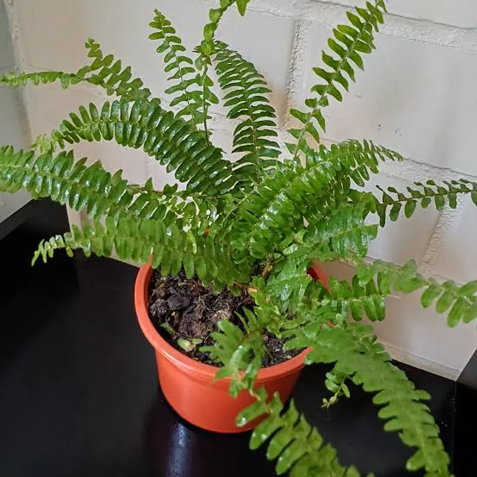 Plantas RV - Helecho Espada tamaño M  1