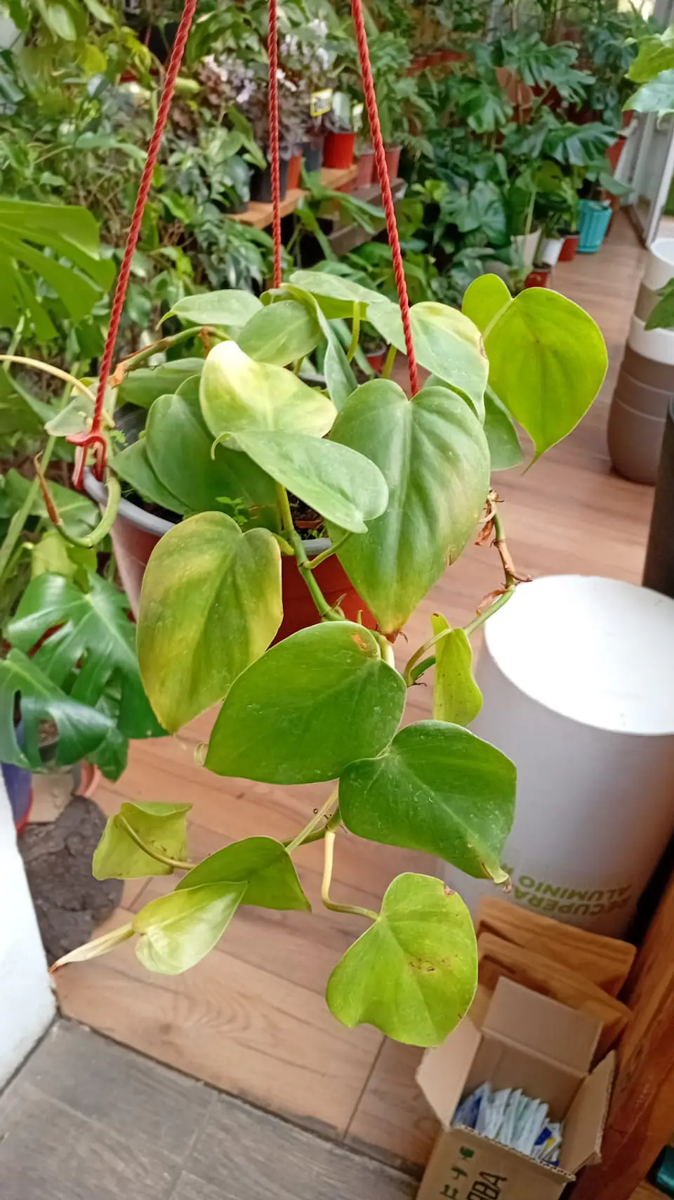 Plantas RV - Filodendro Cordatum L 1