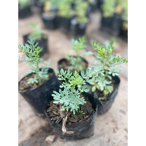 Plantas RV - Ruda tamaño S 