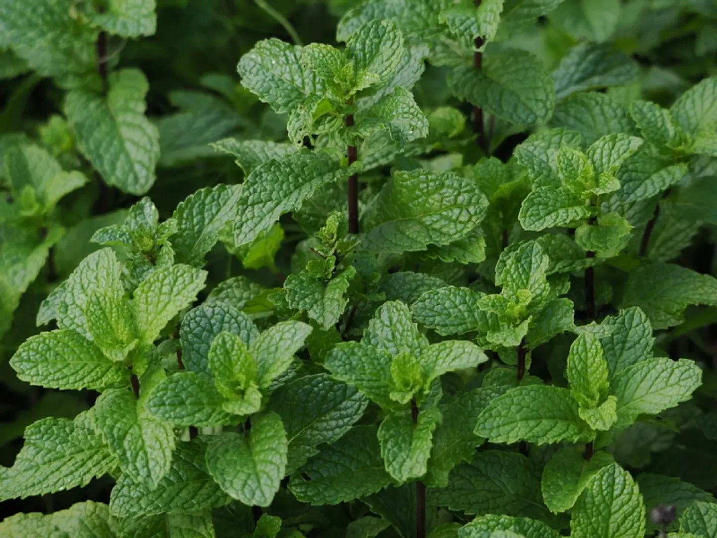 Plantas RV - Menta tamaño S 1