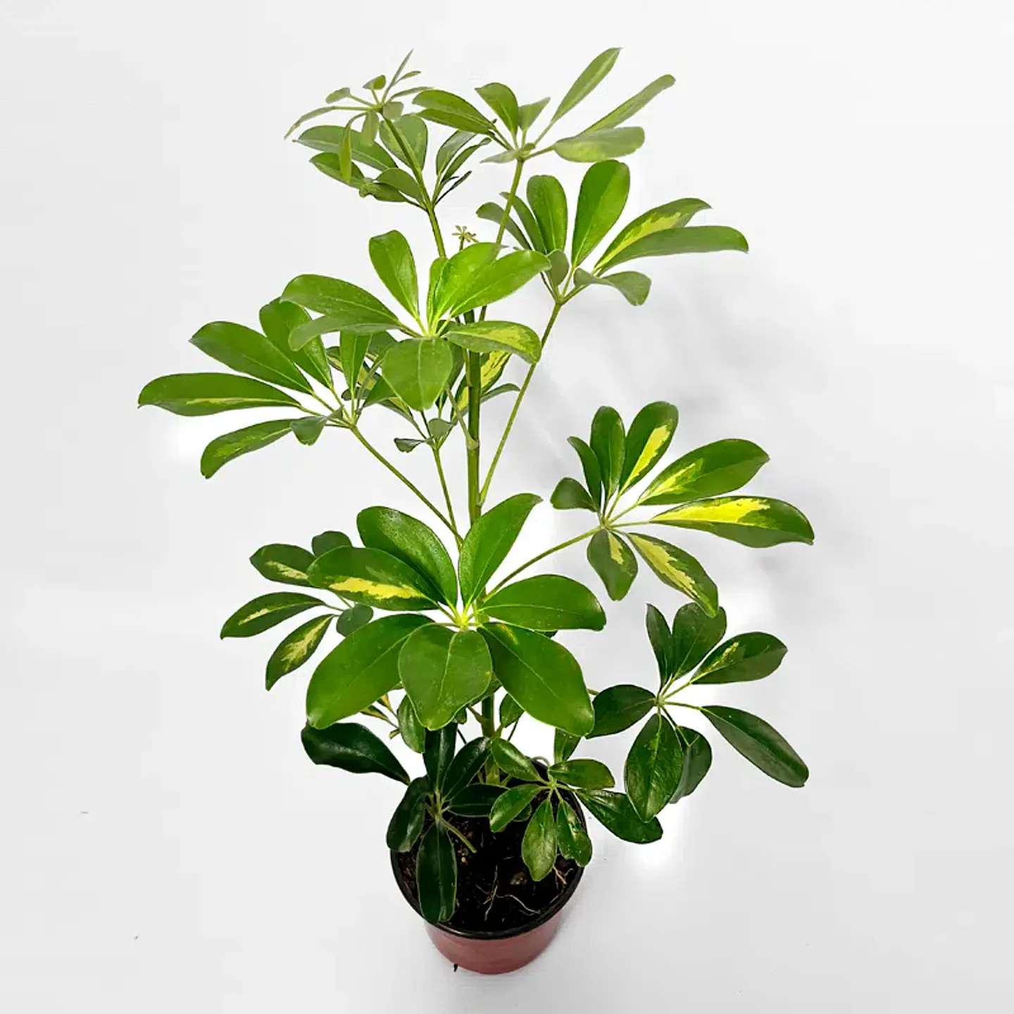 Plantas RV - Schefflera tamaño M  1