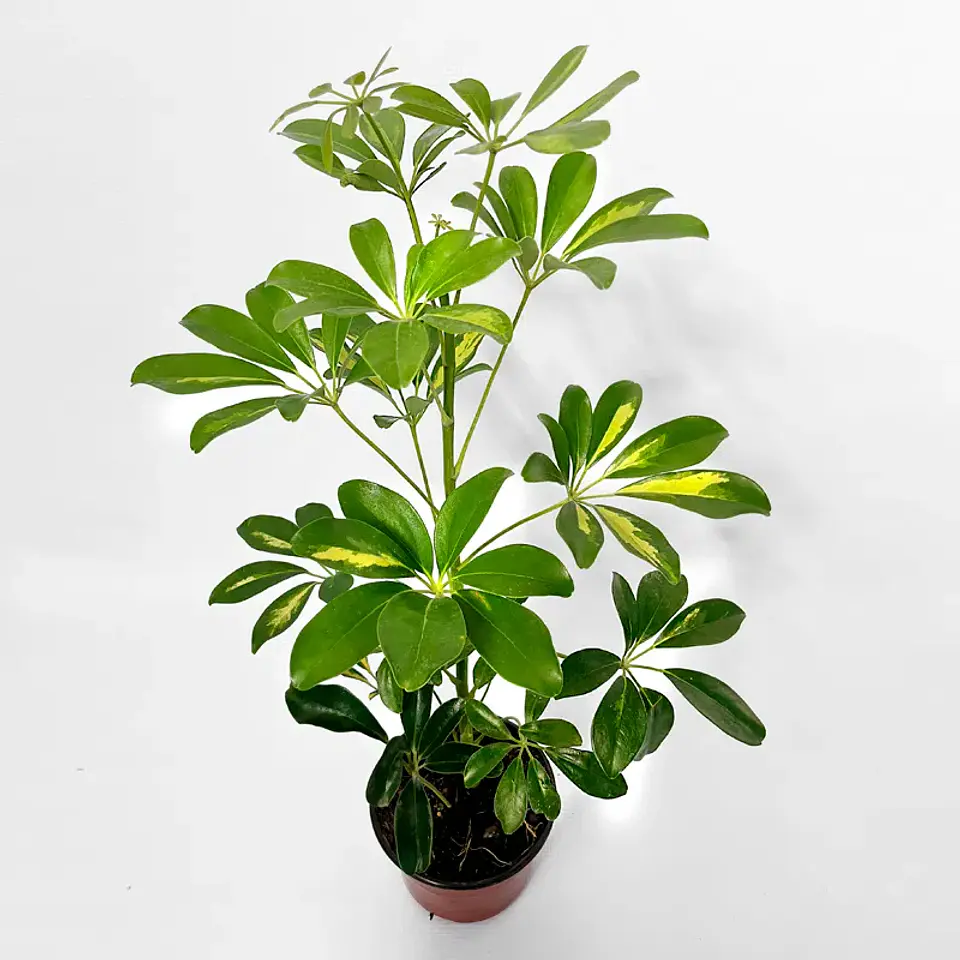 Plantas RV - Schefflera tamaño M  1