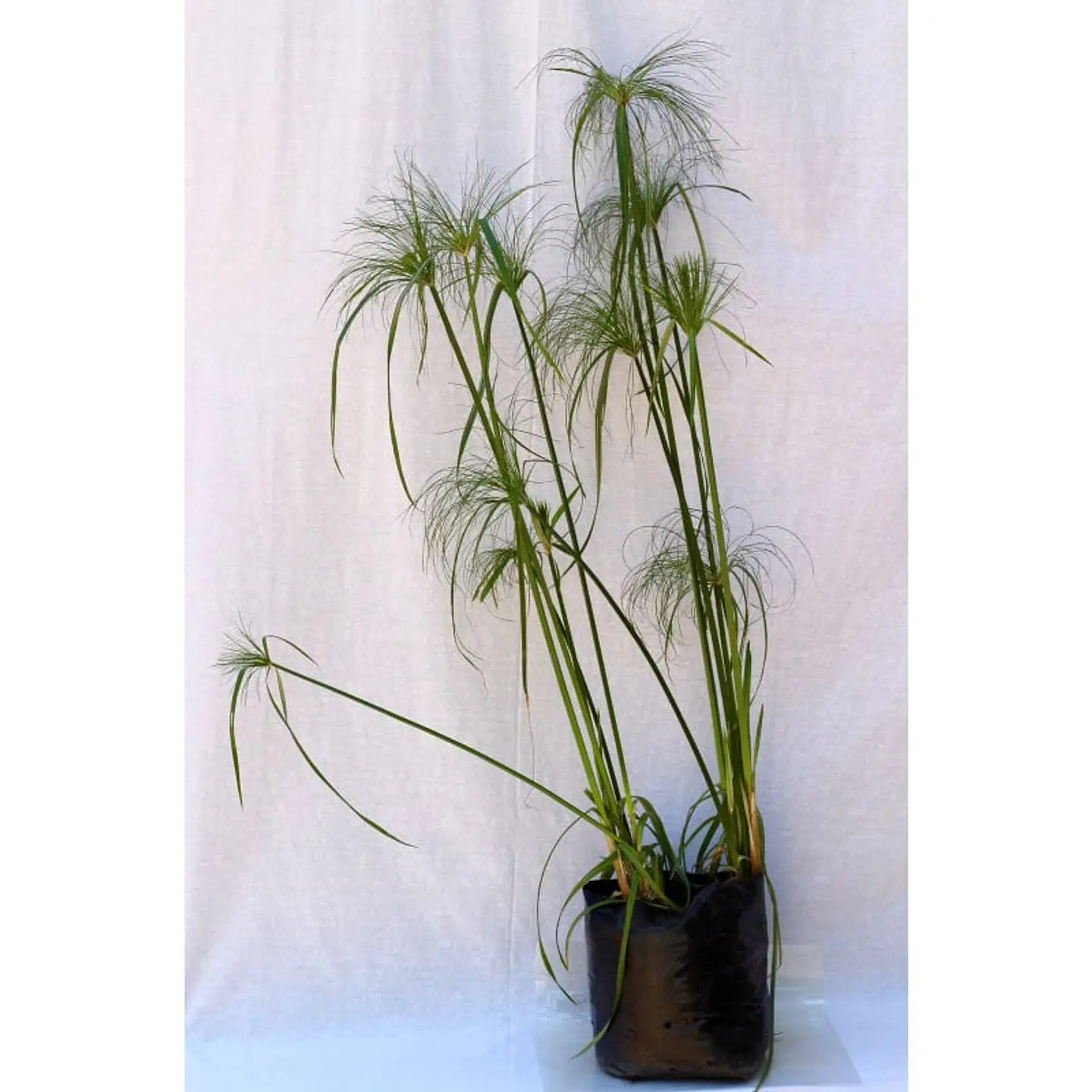 Plantas RV - Papiros Tamaño L 1