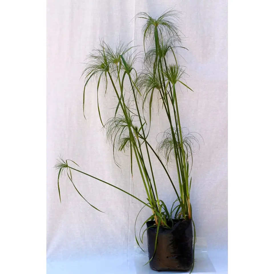 Plantas RV - Papiros Tamaño L 1