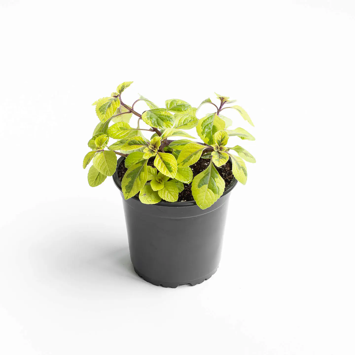Plantas RV - Dolar Variegado tamaño M 1